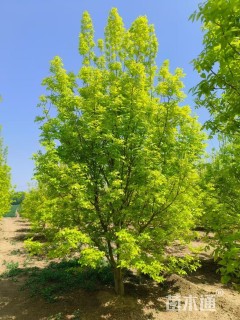 高度500厘米丛生金叶白蜡