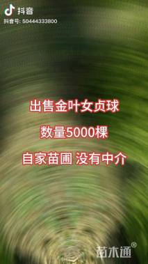 冠幅100厘米金叶女贞球