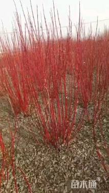 高度60厘米红瑞木