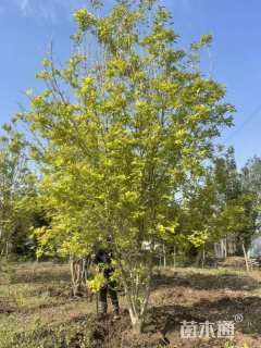 高度700厘米丛生金叶白蜡