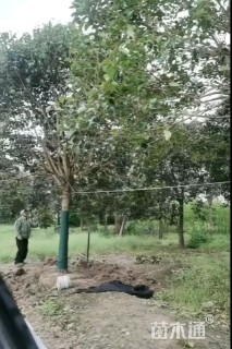 15公分大叶女贞