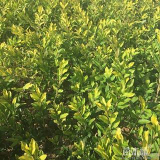 高度80厘米小叶女贞小苗