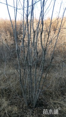 高度7厘米丛生茶条槭