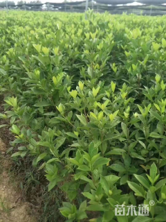 高度10厘米栀子花