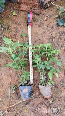 高度25厘米马缨丹