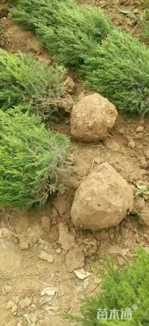 高度150厘米塔柏