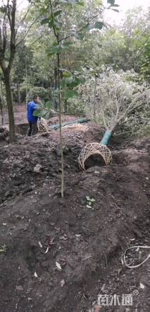 12公分大叶女贞