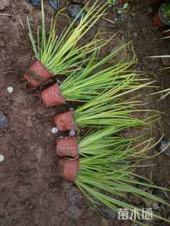 高度34厘米金叶石菖蒲