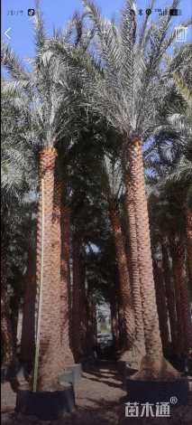 裸干高650厘米海枣