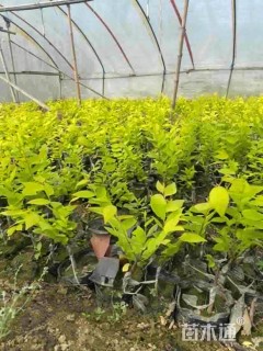 高度60厘米金叶榆小苗