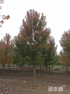 7公分美国红枫-红冠