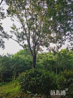 15公分朴树