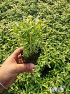 高度15厘米千屈菜