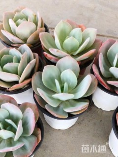 高度10厘米多肉