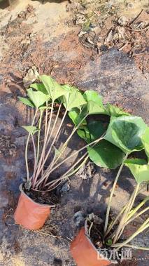 高度30厘米大吴风草