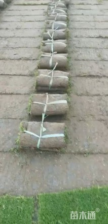 草卷状马尼拉草