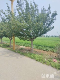 15公分日本晚樱