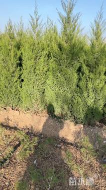 高度100厘米蜀桧