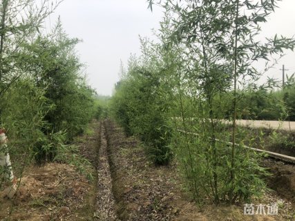 罗汉竹