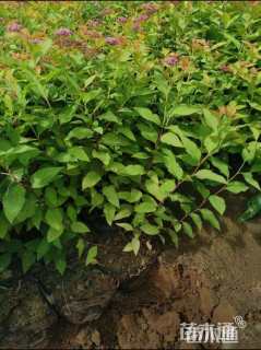 高度50厘米金山绣线菊