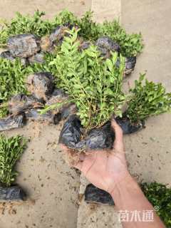 高度20厘米萼距花