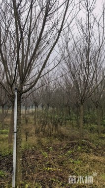 13公分日本晚樱