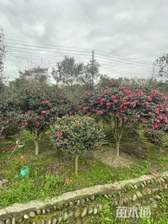 高度150厘米茶梅