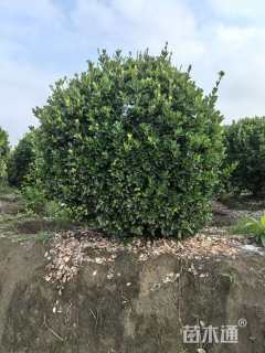 冠幅250厘米大叶黄杨球