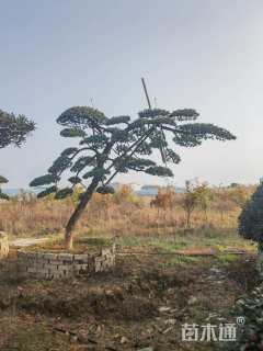 容器苗造型罗汉松