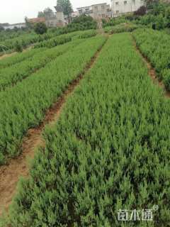 高度60厘米河南桧