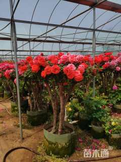 高度150厘米高杆月季