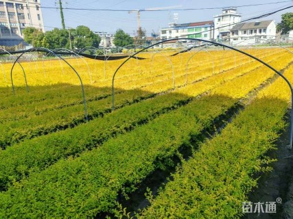 高度20厘米金冠女贞