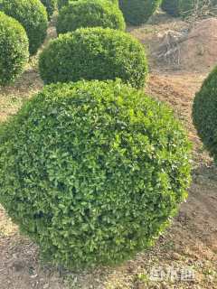 冠幅220厘米大叶黄杨球