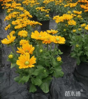 高度30厘米金光菊