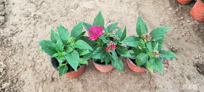 高度15厘米五星花