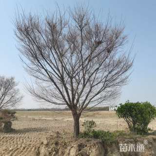 20公分鸡爪槭