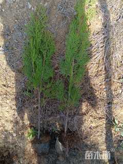 高度60厘米侧柏小苗