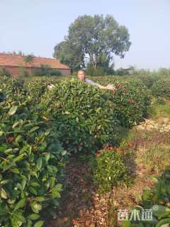 冠幅200厘米红叶石楠球