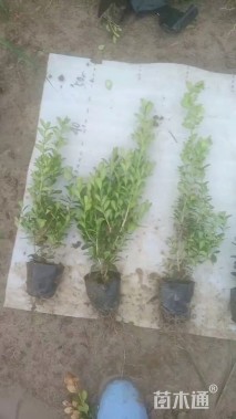 高度40厘米瓜子黄杨小苗