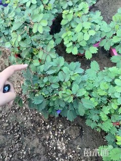 高度20厘米含羞草