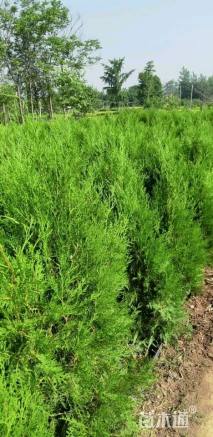 高度120厘米侧柏