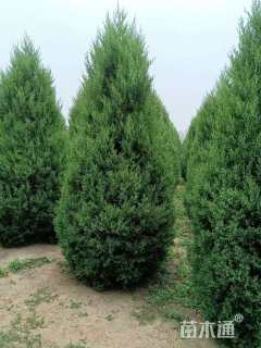 高度250厘米圆柏