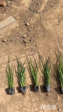 高度80厘米香根草