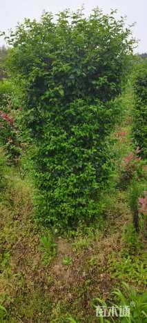 高度180厘米毛叶丁香