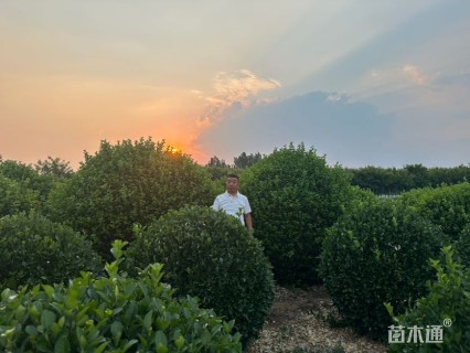 冠幅100厘米金森女贞球