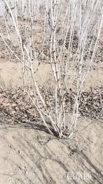 高度150厘米丛生紫荆