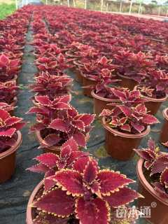 高度20厘米彩叶草