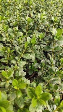 高度20厘米西洋杜鹃