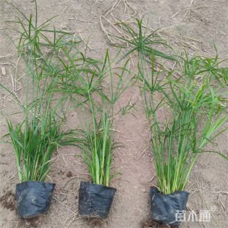 高度65厘米旱伞草