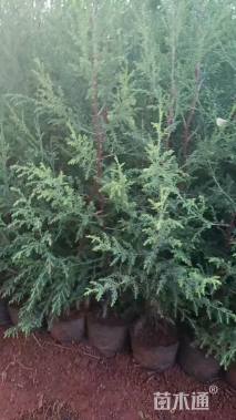 高度1厘米西藏柏木